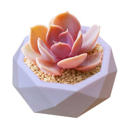 Clay Cement Silicone Mold Creative Geometric Polygonal Concrete Flower Pot Succulent Plants